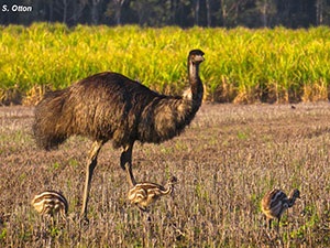 Emu-S-otten.jpg