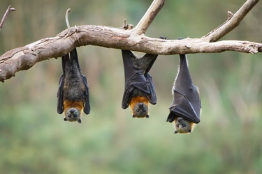 Flying foxes