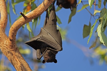 Flying foxes