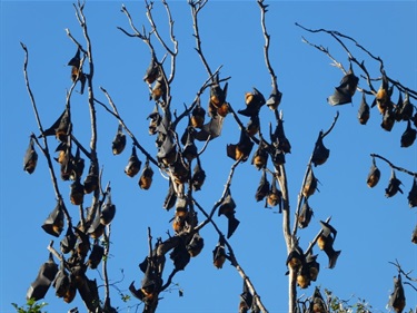 Flying foxes