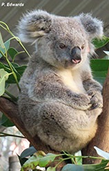 Koala-PEdwards-WM.jpg