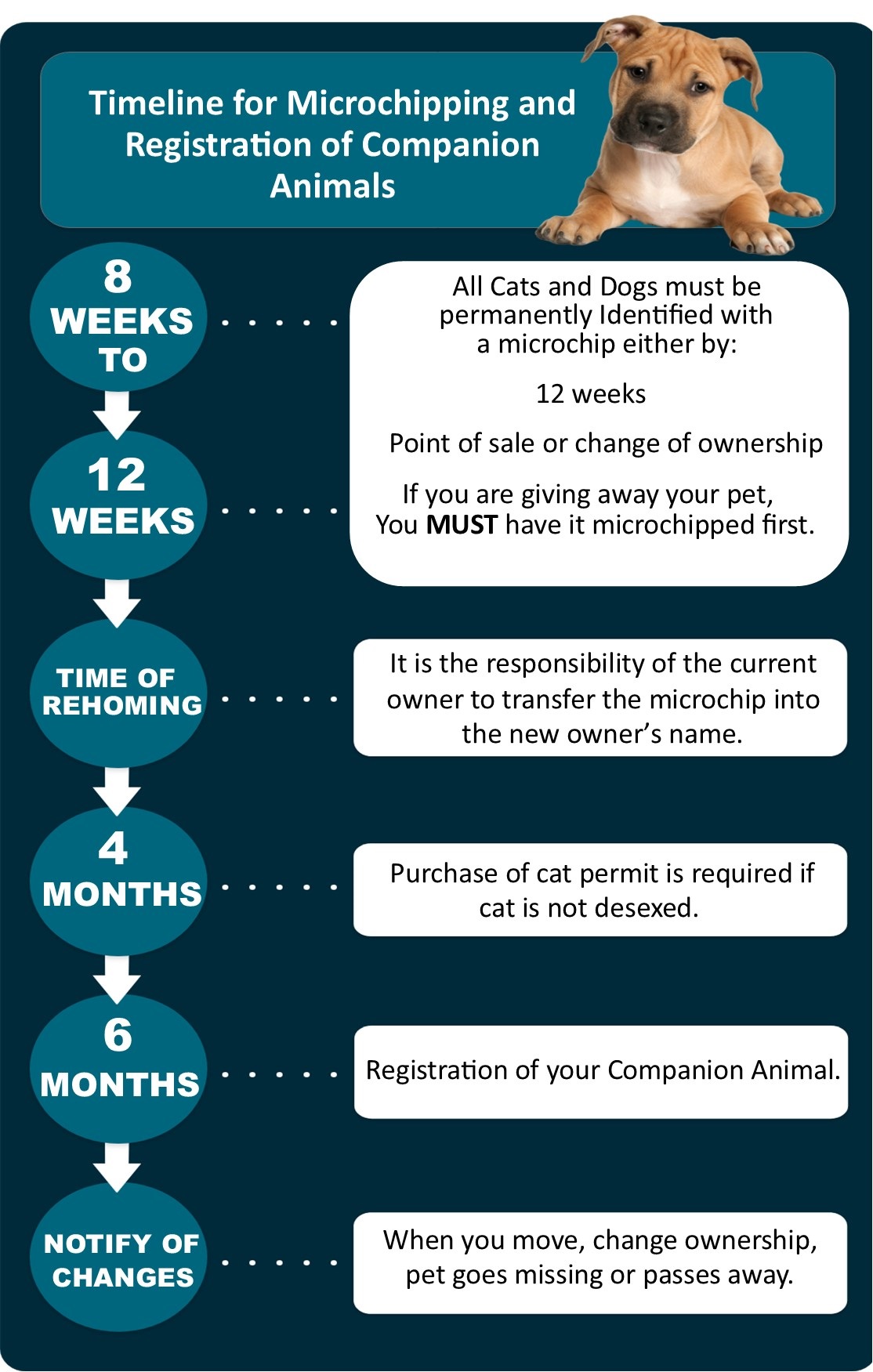 Timeline for microchip and registration.jpg