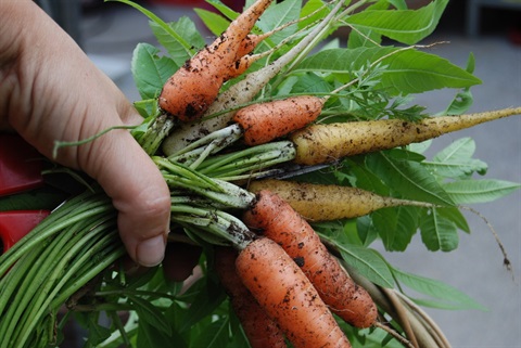 carrots.jpg