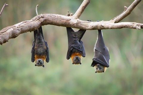 40-flyingfox.jpg