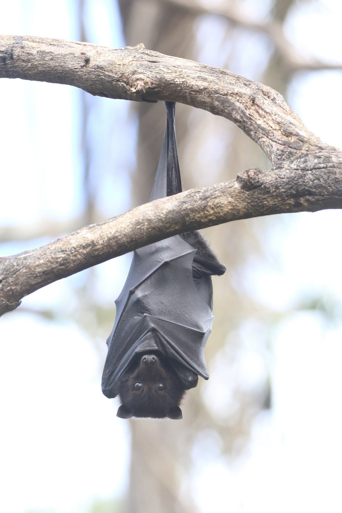 Black-flying-fox-INaturalise-176932173-no-rights-reserved.jpeg