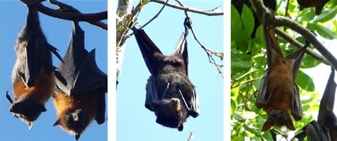 Flying-fox_Species_ID_Images.jpg