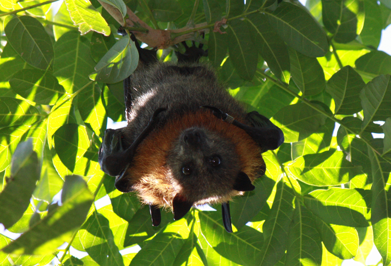 Grey-headed-flying-fox-443334570-iNaturalist-no-rights-reserved.jpg