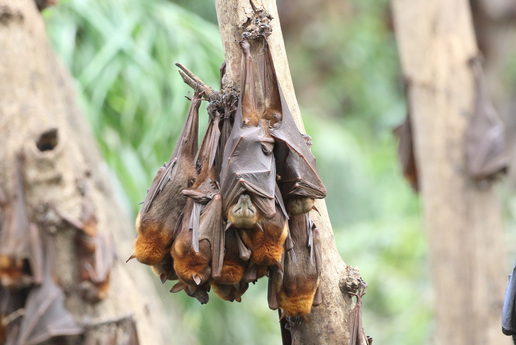 Little-red-flying-fox-iNaturalist-176932198-no-rights-reserved.jpeg
