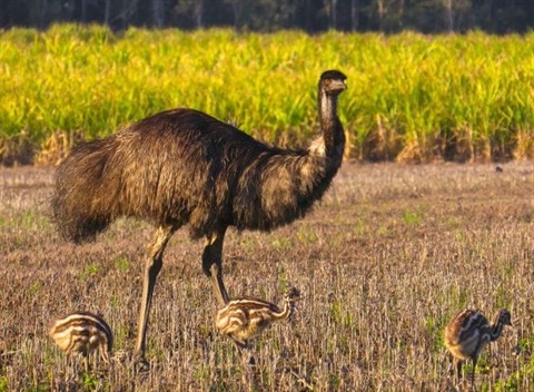 Emu with chicks.JPG