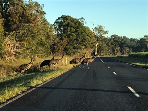 emus crossing the road.jpg