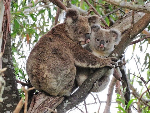 Havelock St Koalas.jpg