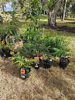 Planting day - bush tucker.JPG
