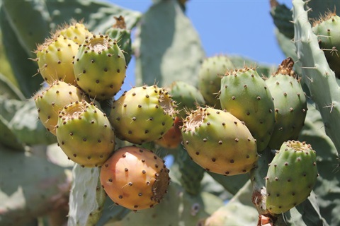 prickly-pears.jpg