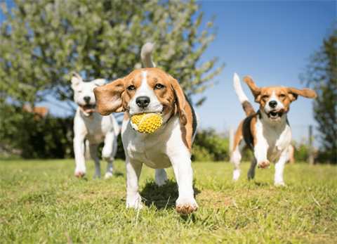 DOGS-IN-THE-PARK.png