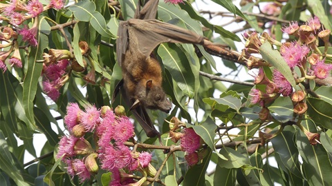 Little-red Flying-fox P Boyd.JPG