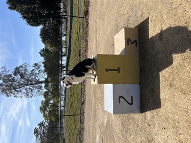 Dog Park