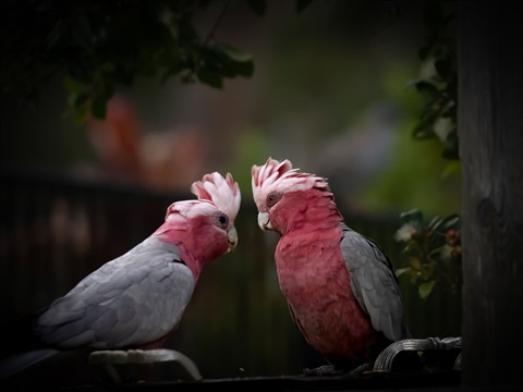 TH Galah to Galah_PLUNGE.jpeg